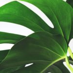 severin-candrian-7d7OR-RvufU-unsplash