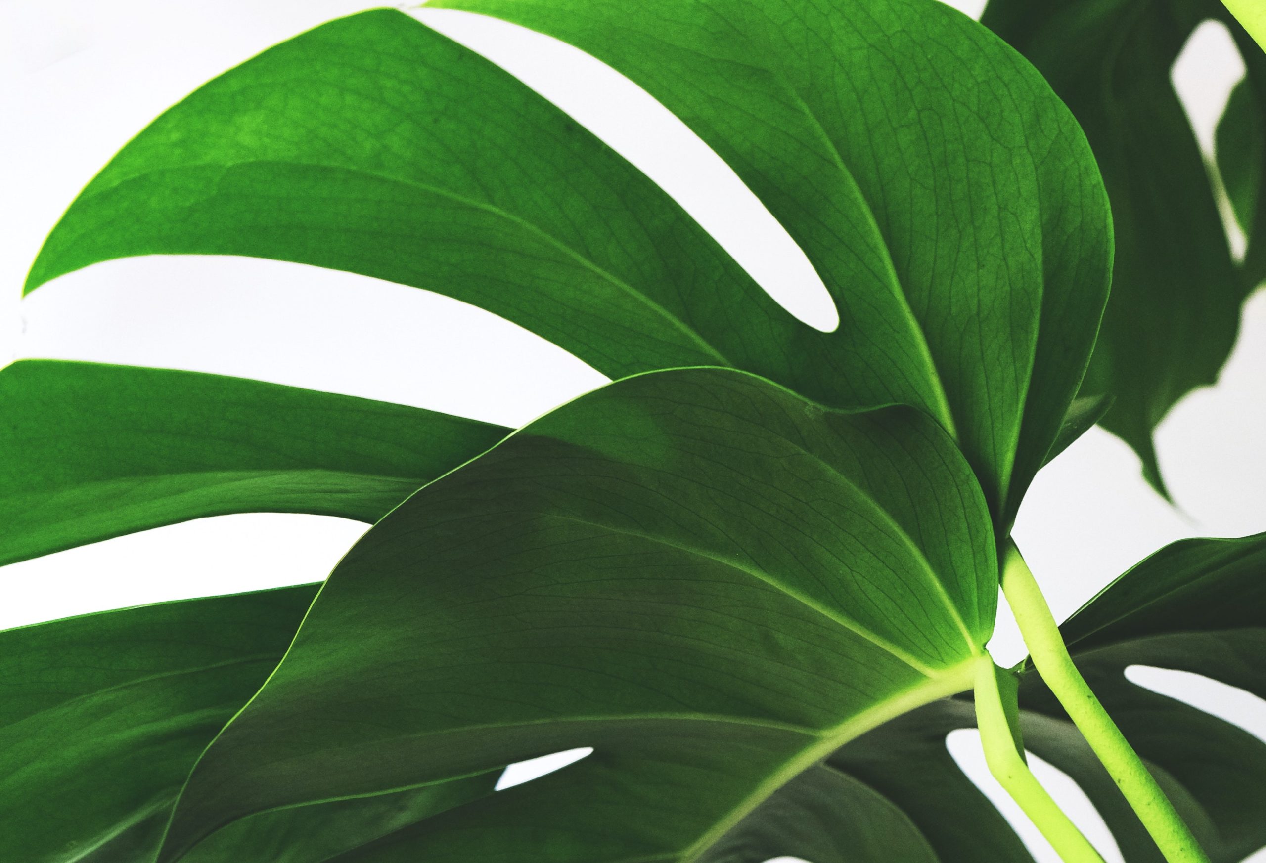 severin-candrian-7d7OR-RvufU-unsplash