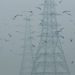 FILE PHOTO: Birds fly next to electricity pylons on a smoggy afternoon in the old quarters of Delhi