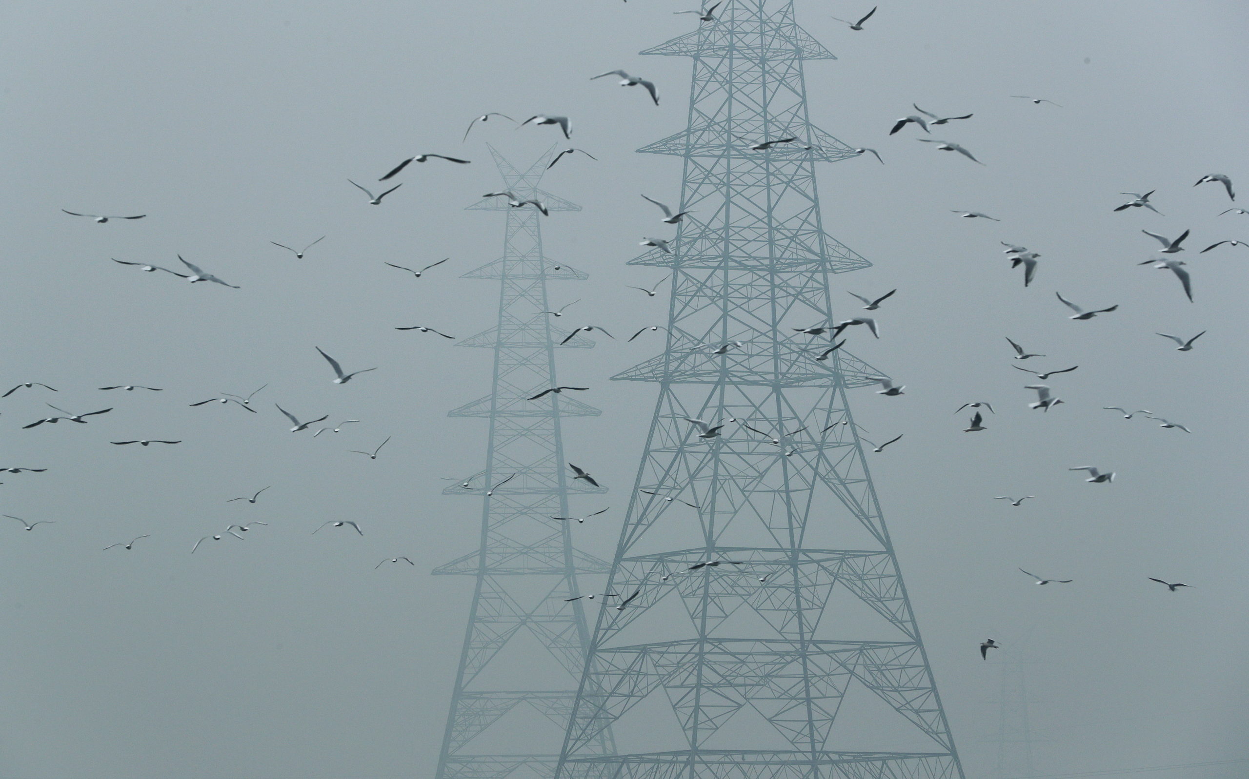 FILE PHOTO: Birds fly next to electricity pylons on a smoggy afternoon in the old quarters of Delhi