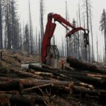 FILE PHOTO: An active logging site is pictured among burned trees from Rim fire near Groveland