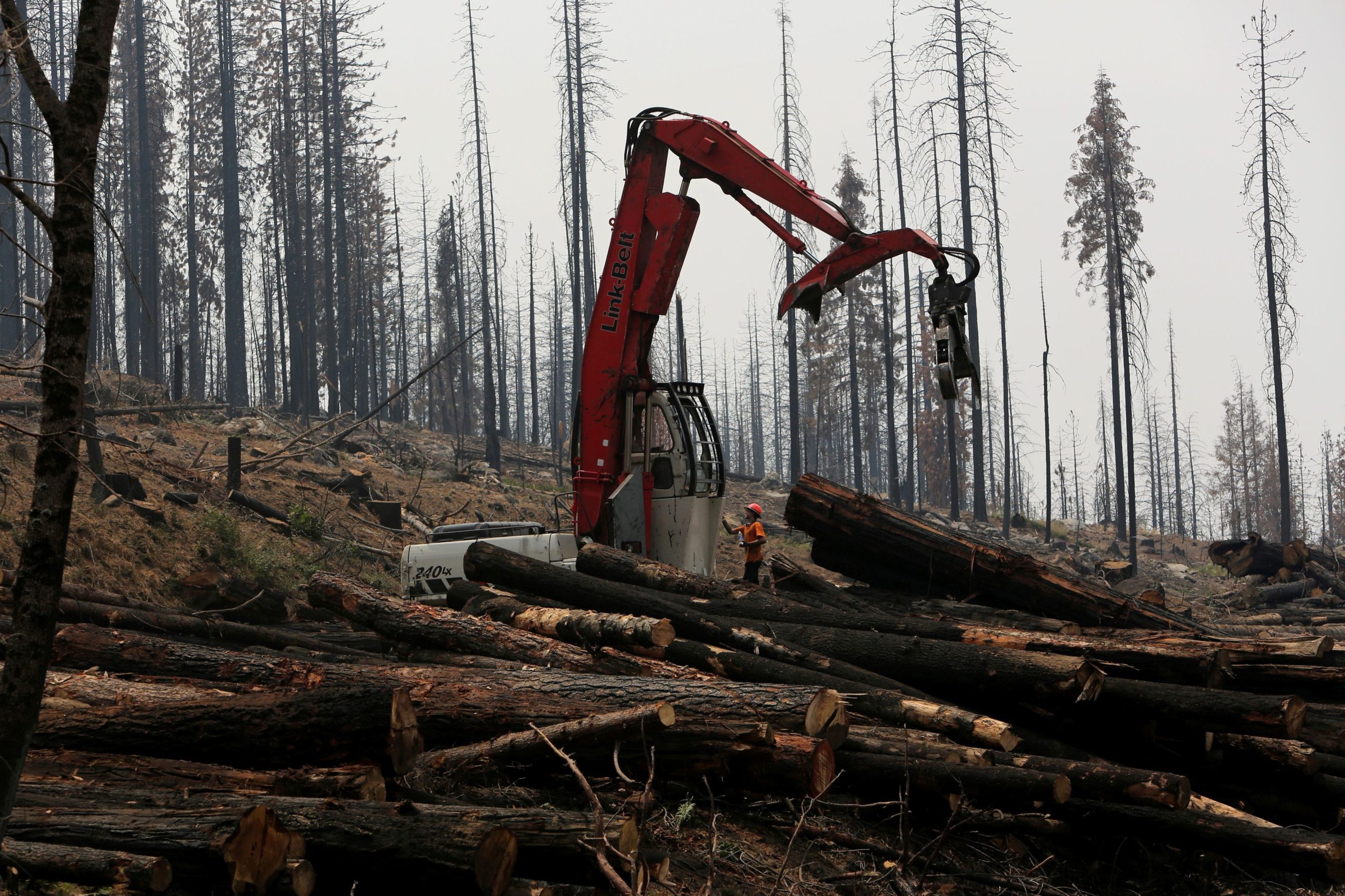 FILE PHOTO: An active logging site is pictured among burned trees from Rim fire near Groveland