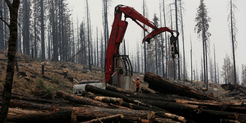 Global Leaders Launch Slew of Initiatives, Vow to End Deforestation by 2030 - Vimarsana News