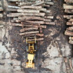 Gabon is betting that careful logging can safeguard the vast wealth of its forests