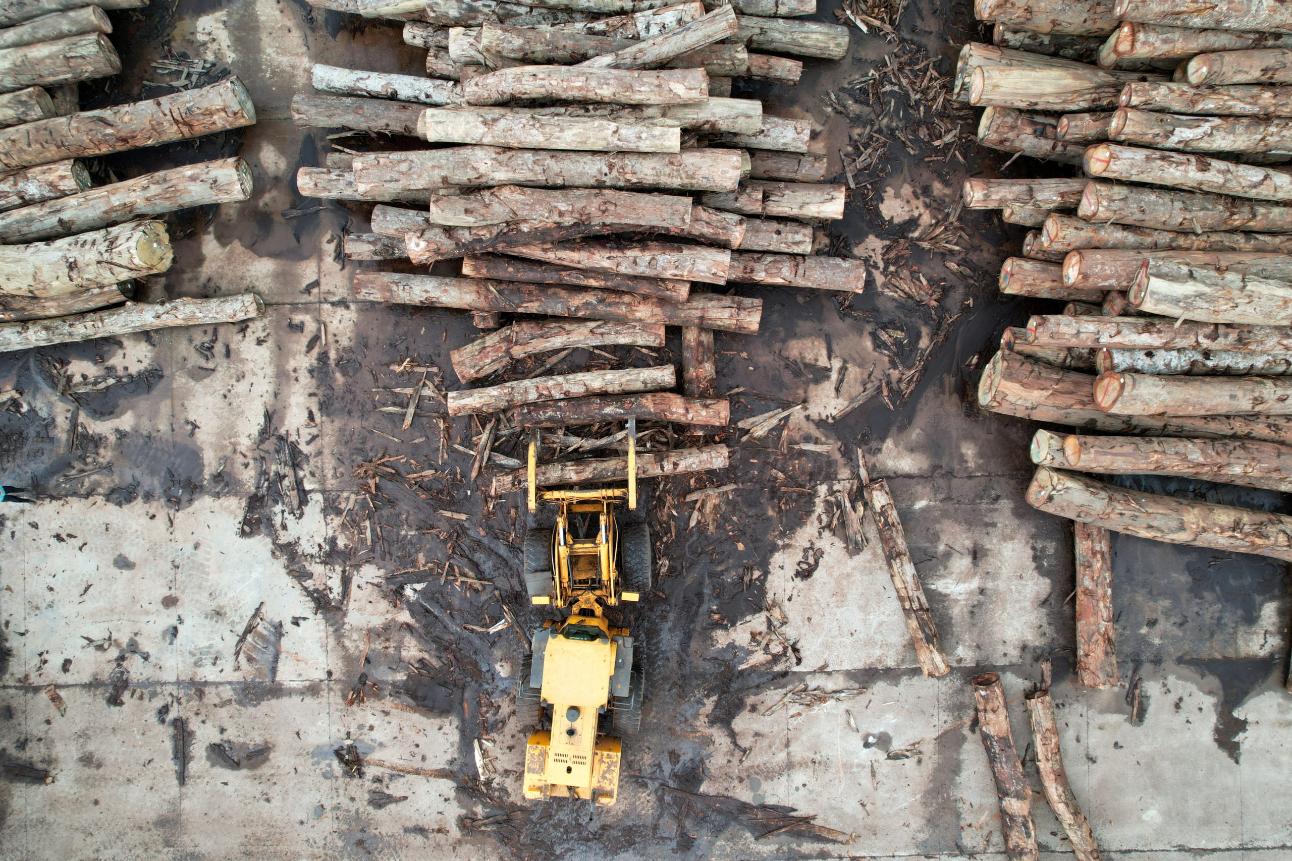 Gabon is betting that careful logging can safeguard the vast wealth of its forests