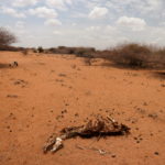 FILE PHOTO: The carcass of a donkey who died due to an ongoing drought is seen near the town of Kargi, Marsabit county