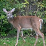 1280px-Deer_female_in_wild