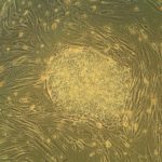 Humanstemcell