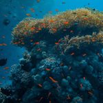 francesco-ungaro-7cffjQFLvn4-unsplash
