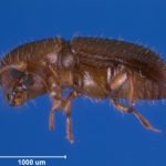Image 1-frontiers-ecology-evolution-xyleborus-affinis-female-1