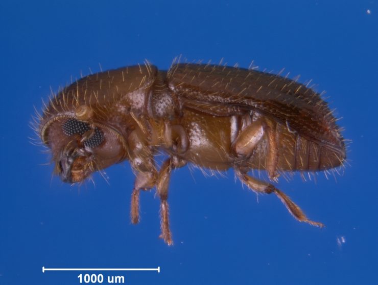 More Fun Than Fun: Beetles Lead Complex Social Lives in Dead Trees - Vimarsana News
