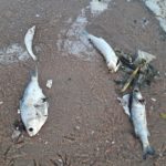 Annual Fish Kill 4 dead fish