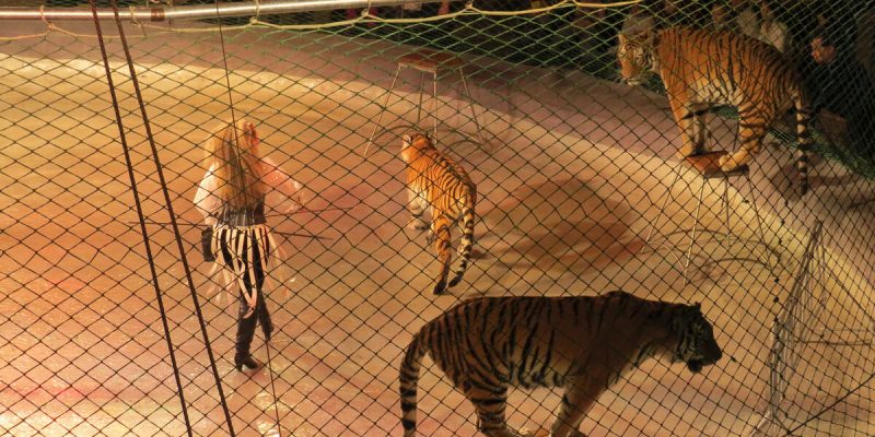 HC Pulls Up AWBI for Showing Lack of Care to Captive Animals, asks Secretary to Explain Lapses - Vimarsana News