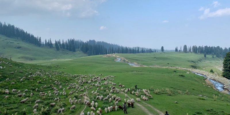 Exclusive: Despite India's Climate Pledges, J&K Diverts More Forest Land to Armed Forces - Vimarsana News