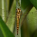 Pantala_flavescens-Kadavoor-2017-05-04-002
