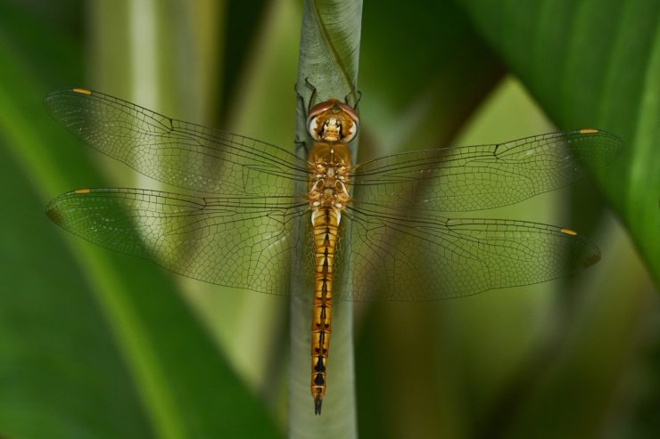 The Globetrotting Dragonfly That Follows the Monsoon - Vimarsana News