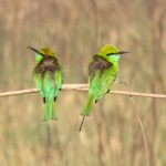 2 Chestnut headed bee-eaters at Jim Corbett National Park, Uttarakhand, India