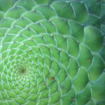 Aeonium_tabuliforme