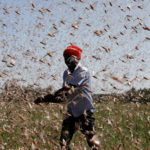 FILE PHOTO: The Wider Image: Farmers fight back: making animal feed from a locust plague