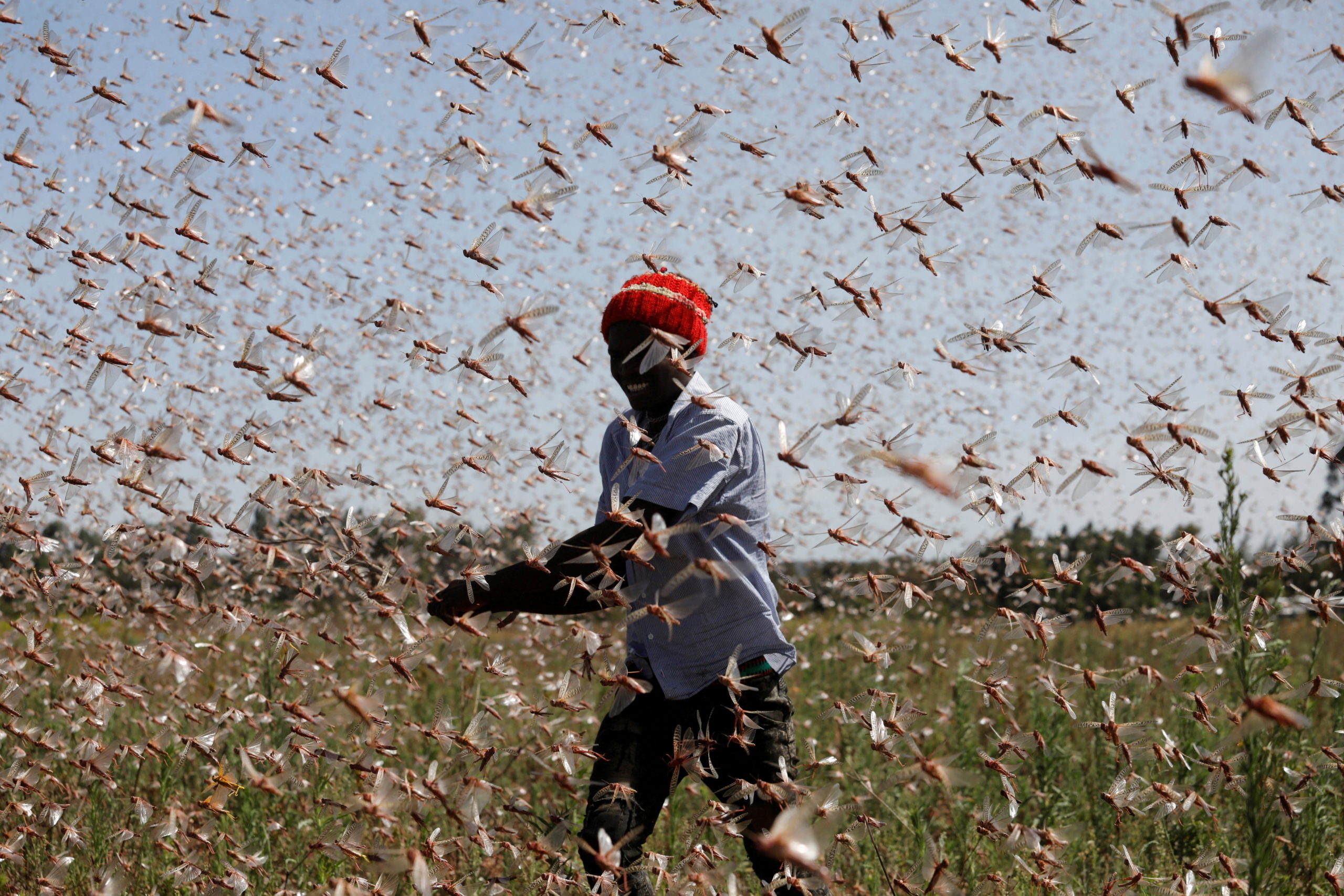 FILE PHOTO: The Wider Image: Farmers fight back: making animal feed from a locust plague