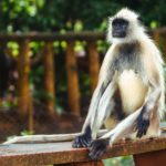 2560px-Hanuman_Langur_or_Gray_Langur