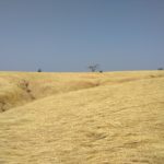 Figure 1. Montane grassland in the northern Western Ghats. Photo - Narendra Patil