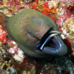 Image 1-Giant_Moray_Eel_getting_cleaned