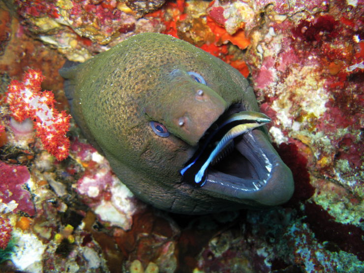 More Fun Than Fun: The Delicate Truce Between Cleaner Fish and Their Clients - Vimarsana News