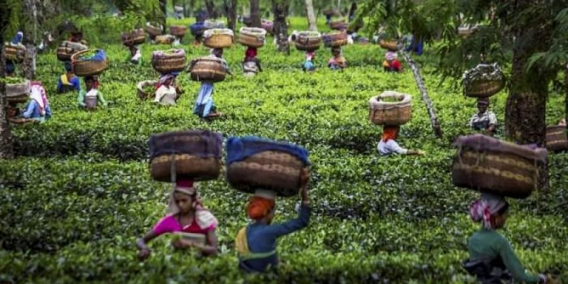 Throwing Stones From A Glass House: Darjeeling BJP MP Calls For Land Rights For Tea Workers - Vimarsana News