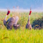 Sarus_Crane_Duet