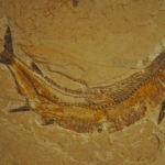 Fossil fish_Araripe Basin_Santana do Cariri Museum_Brazil.jpg