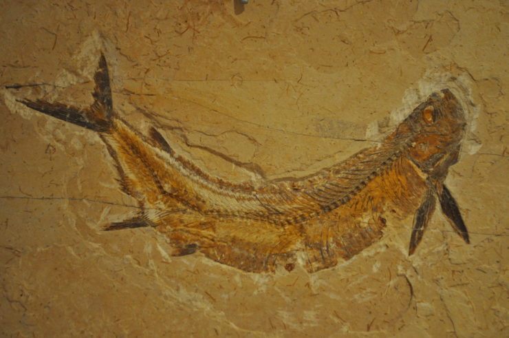 We Need To Do Something About Colonialism in Palaeontology - Vimarsana News