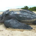 Leatherback_sea_turtle_Tinglar,_USVI_(5839996547)