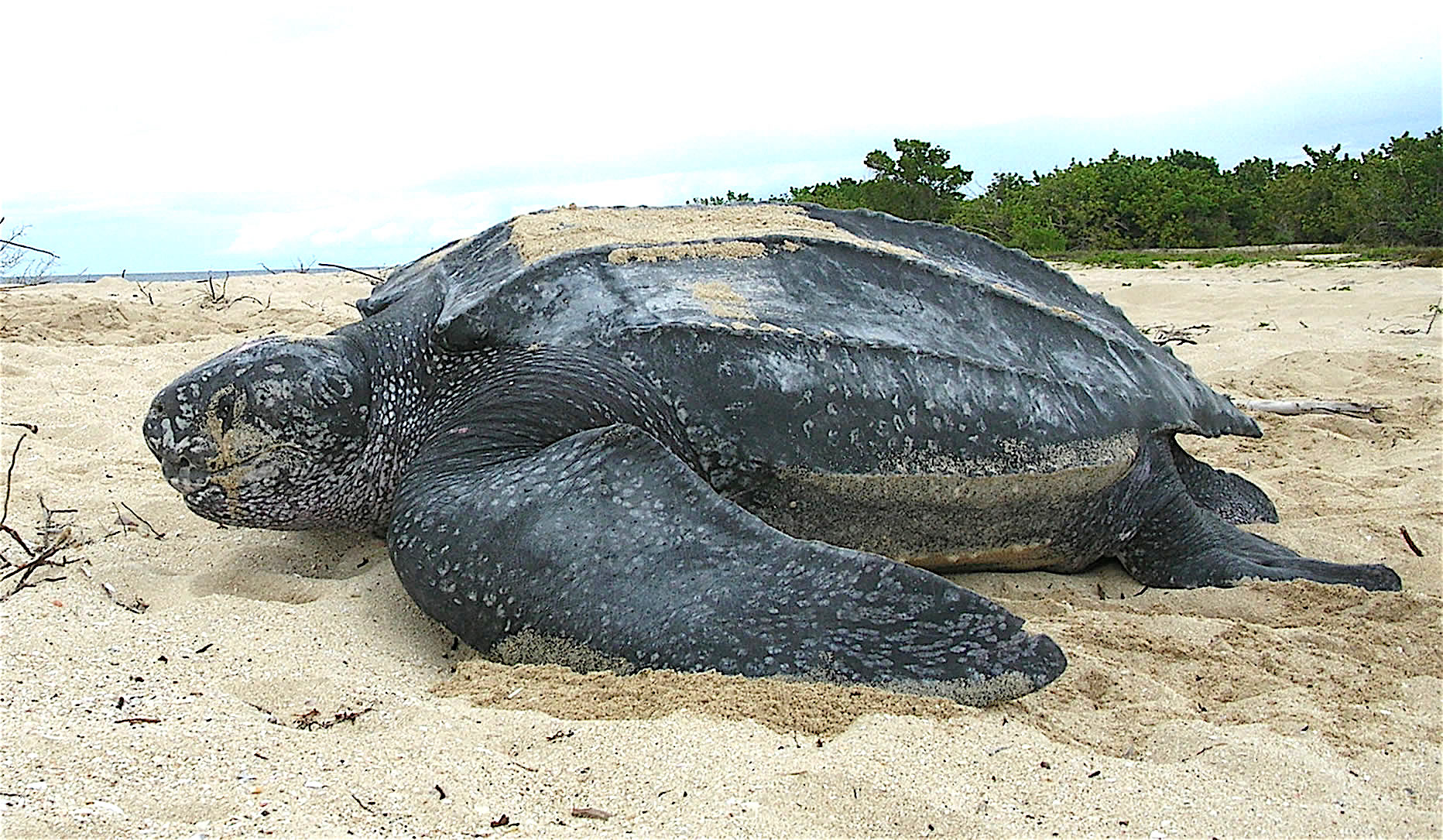 Leatherback_sea_turtle_Tinglar,_USVI_(5839996547)