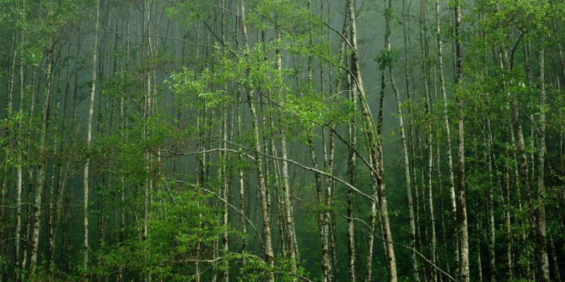 Environment Ministry Panel Allows Mining on Non-Forest Land Before Final Approval - Vimarsana News