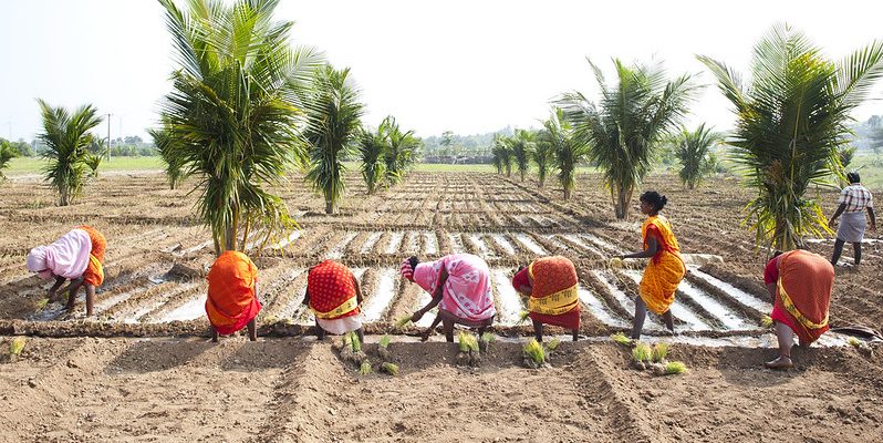 Here's One Policy Path That Makes it Viable to Promise a Legal Guarantee of MSP - Vimarsana News