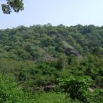 1600px-Forest_at_Papanasam