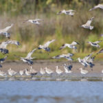 Limosa_lapponica_Landing_-_Orielton_Lagoon