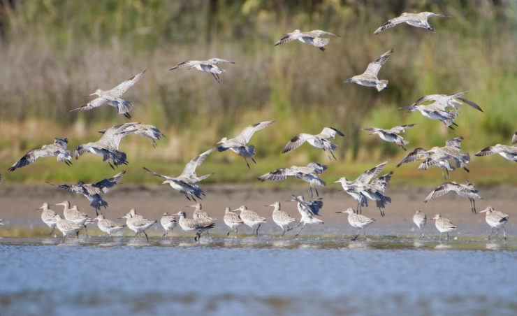 The Quest To Understand How Earth's Magnetic Field Shows Birds the Way – The Wire Science - Vimarsana News