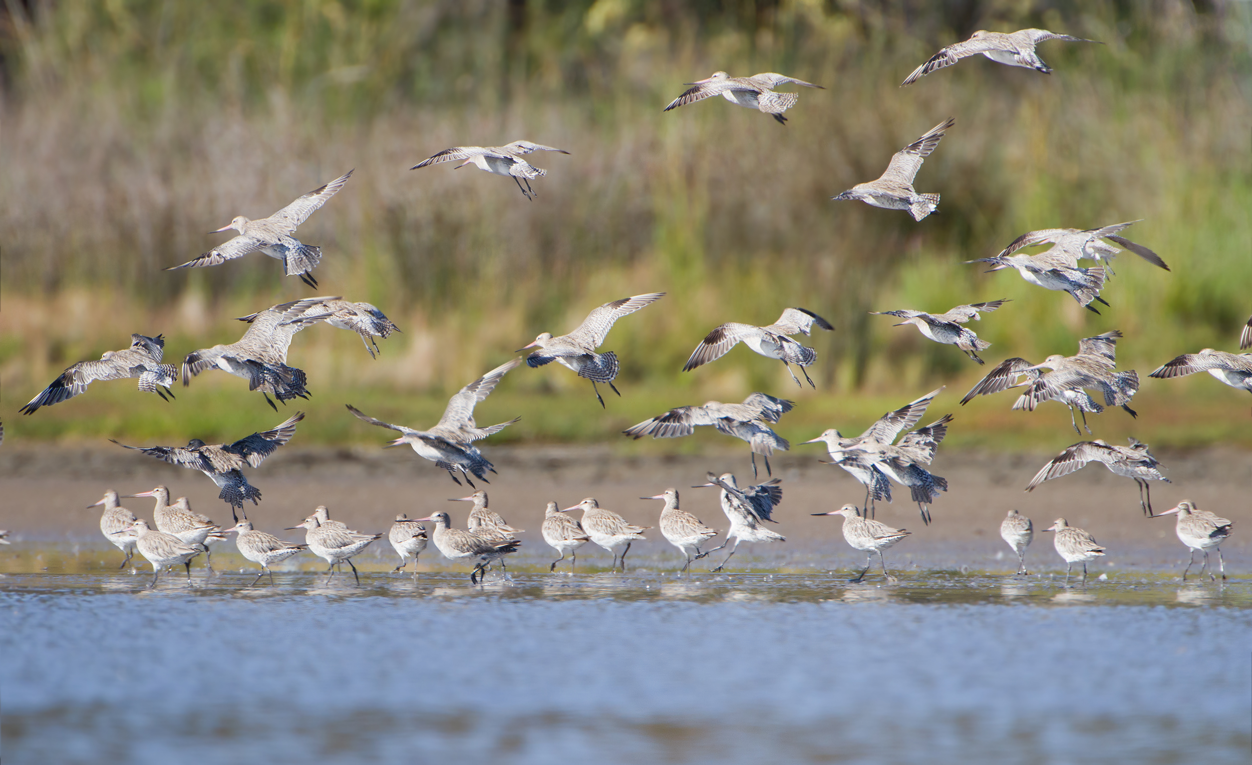 Limosa_lapponica_Landing_-_Orielton_Lagoon