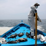 In Peruvian island reserve, birds still dying a month after oil spill