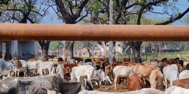 Next to Adityanath's Rally Ground in Rae Bareli Is a Shelter Where Cows Die Every Day - Vimarsana News