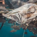 naja-bertolt-jensen-frWkCQZhe-I-unsplash