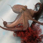 Planned Spanish octopus farm stirs controversy