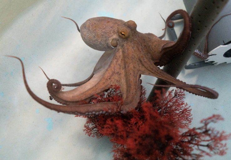 Nueva Pescanova: World's First Octopus Farm Stirs Ethical Debate – The Wire Science - Vimarsana News