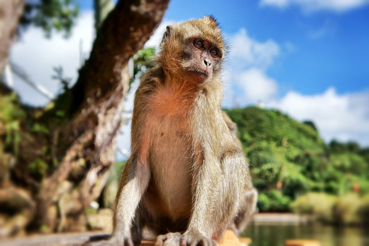 The Macaque Monkeys of Mauritius: An Invasive Alien Species, a