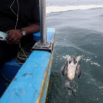 In Peruvian island reserve, birds still dying a month after oil spill