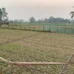छुट्टा पशुओं से फसल बचाने के लिए किसान तार , जाली के बाड़ लगा रहे हैं