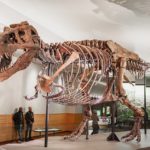 SUE-T-REX-FMNH-PR-2081-By-JJxFile