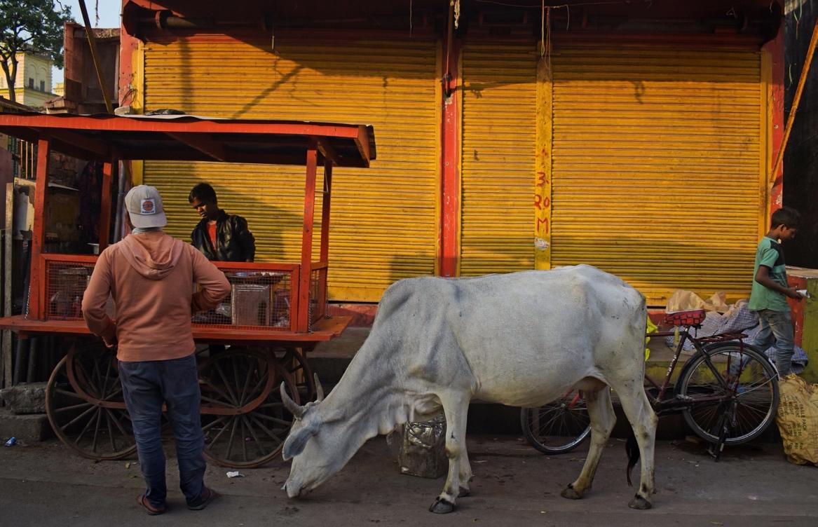 Stray Cattle, Poor Prices and the Many Issues on the Minds of Farmers